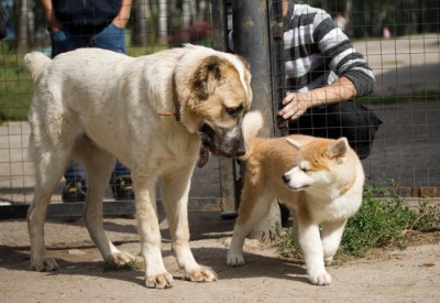 IMG_6239.jpg (137.56 Кб) Просмотров: 37031 IMG_6239.jpg