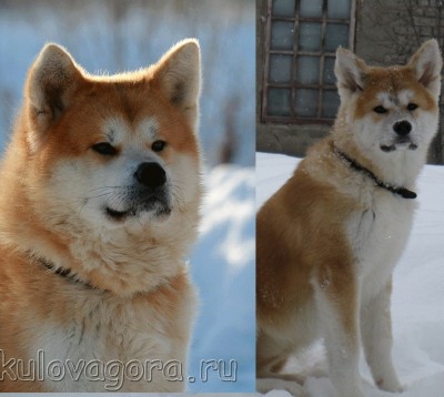 ЯЧм.JPG