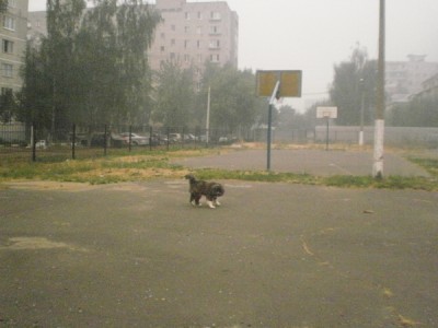 рюша_убежал.jpg