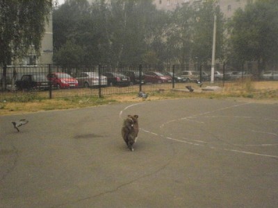 рюша_бегает0.jpg