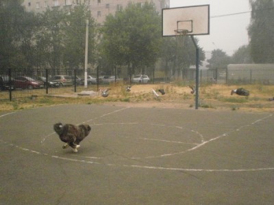 рюша_бегает.jpg
